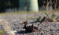 Killed bats on wind turbine, Foto: Christian Voigt, Leibniz-IZW