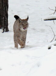 Eurasian lynx. Photo: Johanna Painer/IZW Eurasian lynx. Photo: Johanna Painer/IZW