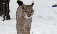 Eurasian lynx. Photo: Johanna Painer/IZW