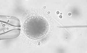 Intracytoplasmic sperm injection (ICSI). Sperm head is visible in the micro-needle. Photo: Jennifer Zahmel/ IZW