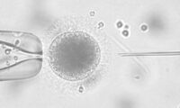 Intracytoplasmic sperm injection (ICSI). Photo: Jennifer Zahmel/ IZW