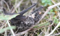 A dead bat. Photo: Christian Voigt/IZW