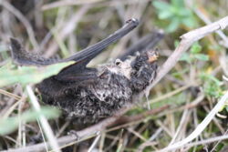 A dead bat. Photo: Christian Voigt/IZW A dead bat. Photo: Christian Voigt/IZW