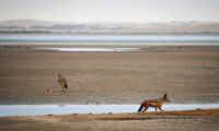 Jackals feeding on waterfowl in Namibia (Photo: Gábor Czirják)