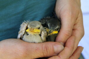 Young starlings (photo: Marius Grabow)