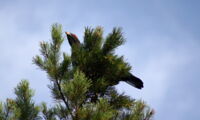 Youg capercaillie. Photo: Ingo Decker