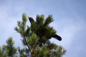 Young capercaillie, Photo: Ingo Decker Young capercaillie, Photo: Ingo Decker