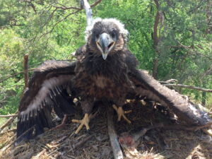 Juvenile white-tailed sea eagle in the parental nest (photo: Marc Engler) Juvenile white-tailed sea eagle in the parental nest (photo: Marc Engler)