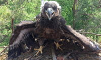 Juvenile white-tailed sea eagle in the parental nest (photo: Marc Engler)