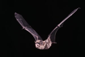 Leisler's bat - Nyctalus leisleri (photo by Uwe Hoffmeister) Leisler's bat - Nyctalus leisleri (photo by Uwe Hoffmeister)