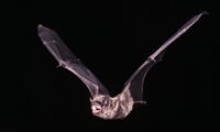 Leisler's bat - Nyctalus leisleri (photo by Uwe Hoffmeister)
