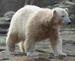 Knut (2008). Photo: Zoo Berlin Knut (2008). Photo: Zoo Berlin