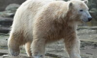 Knut (2008). Photo: Zoo Berlin