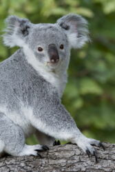 Koala (Phascolarctos cinereus). Photo: Daniel Zupanc Koala (Phascolarctos cinereus). Photo: Daniel Zupanc