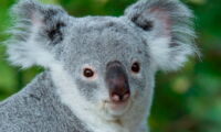 Koala (Phascolarctos cinereus). Photo: Daniel Zupanc