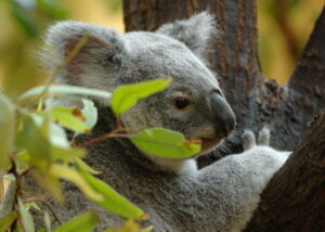 Koala (photo: Norbert Potensky) Koala (photo: Norbert Potensky)