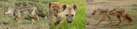 Side-striped jackal, spotted hyena, golden jackal - in those three canids the canine kobuvirus was found. Photos: East; Benhaiem; Höner / IZW