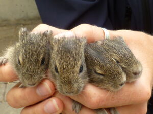 Wild guinea pigs. Photo: Alexandra Weyrich/IZW Wild guinea pigs. Photo: Alexandra Weyrich/IZW