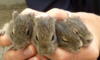 Wild guinea pigs. Photo: Alexandra Weyrich/IZW