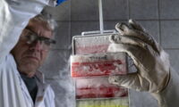 Cryostorage of biomaterial at the Leibniz-IZW (photo by Jon A. Juarez)