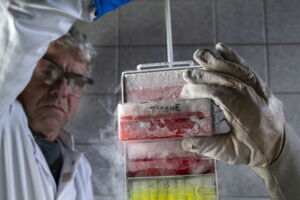 Cryostorage of biomaterial at the Leibniz-IZW (photo by Jon A. Juarez) Cryostorage of biomaterial at the Leibniz-IZW (photo by Jon A. Juarez)