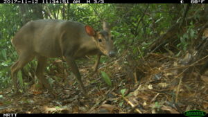 Large antlered muntjac, Authors: Leibniz IZW, WWF-Vietnam, USAID Song Thanh Nature Reserve Large antlered muntjac, Authors: Leibniz IZW, WWF-Vietnam, USAID Song Thanh Nature Reserve