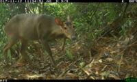Large antlered muntjac, Authors: Leibniz IZW, WWF-Vietnam, USAID Song Thanh Nature Reserve