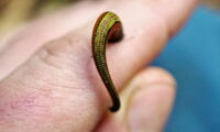 A leech in Southeast Asia (photo: Andrew Tilker)