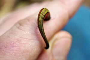 A leech in Southeast Asia (photo: Andrew Tilker) A leech in Southeast Asia (photo: Andrew Tilker)