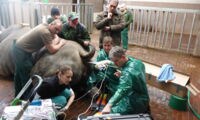 Ovum pick up southern white rhino Author: Leibniz-IZW