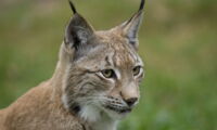 Lynx / Author: Ralph Frank, WWF