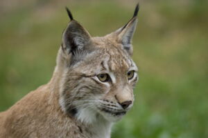 Lynx / Author: Ralph Frank, WWF