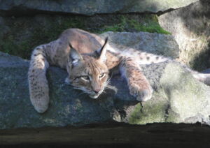 Eurasian lynx (Lynx lynx). Photo: Marijke Autenrieth Eurasian lynx (Lynx lynx). Photo: Marijke Autenrieth