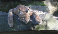 Eurasian lynx (Lynx lynx). Photo: Marijke Autenrieth