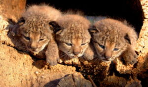 Lynx Cubs, Photo by Iberian Lynx Ex-situ Conservation Programme Lynx Cubs, Photo by Iberian Lynx Ex-situ Conservation Programme