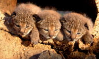 Lynx Cubs, Photo by Iberian Lynx Ex-situ Conservation Programme