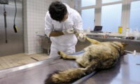 Examination of a dead grey wolf at the Leibniz-IZW (photo by Marielle van Uitert)