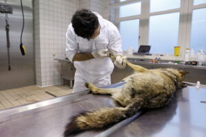 Examination of a dead grey wolf at the Leibniz-IZW (photo by Marielle van Uitert)