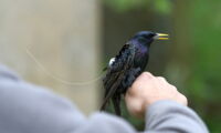 Starling tagged with ultra-light transmitter (photo: Marie Klett)