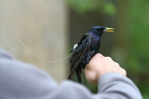 Starling tagged with ultra-light transmitter (photo: Marie Klett)