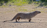Egyptian mongoose. Photo: Artemy Voikhansky, https://commons.wikimedia.org/w/index.php?curid=55825509