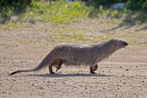 Egyptian mongoose. Photo: Artemy Voikhansky, https://commons.wikimedia.org/w/index.php?curid=55825509 Egyptian mongoose. Photo: Artemy Voikhansky, https://commons.wikimedia.org/w/index.php?curid=55825509