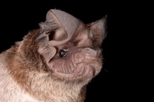 Wrinkle-lipped free-tailed bat - Mops plicatus (photo by Christian Voigt/Leibniz-IZW)