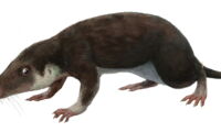 Morganucodon, one of the oldest known mammal-like species (Source: FunkMonk (Michael B. H.), CC BY-SA 3.0 via Wikimedia Commons)