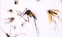 Mosquitoes collected, identified, and tested for viruses by the scientific team (photo: Georg Eibner, Charité)