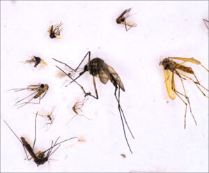Mosquitoes collected, identified, and tested for viruses by the scientific team (photo: Georg Eibner, Charité)