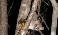 Mouse lemur in Madagascar (photo: Sharon Kessler)