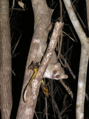 Mouse lemur in Madagascar (photo: Sharon Kessler) Mouse lemur in Madagascar (photo: Sharon Kessler)