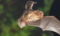 Soprano pipistrelle (Pipistrellus pygmaeus), Photo: Christian Giese