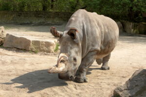 Northern White Rhino Nabire at Safari Park Dvůr Králové (photo by Hynek Glos) Northern White Rhino Nabire at Safari Park Dvůr Králové (photo by Hynek Glos)